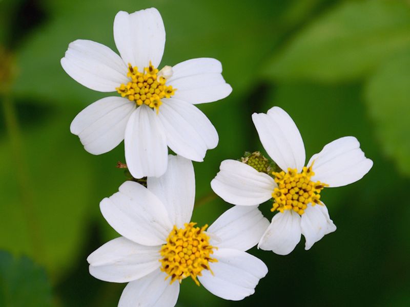 Bidens pilosa