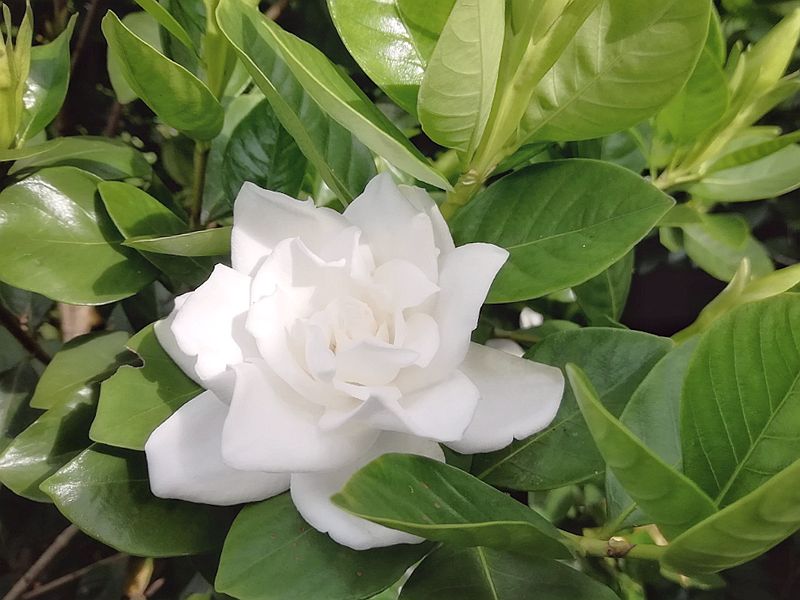 Gardenia jaśminowata