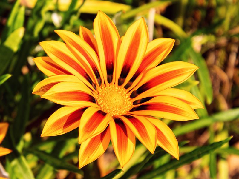 Gazania lśniąca