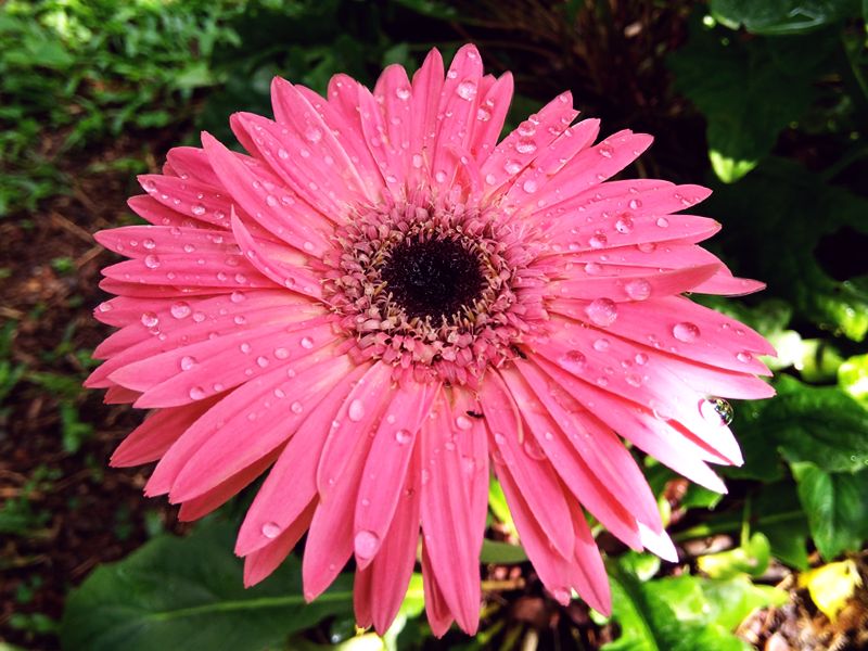 Gerbera Jamesona