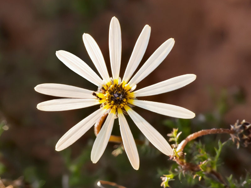Ursinia anthemoides