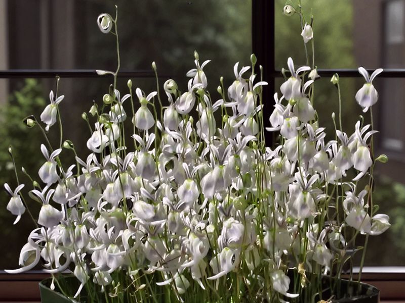 Utricularia sandersonii