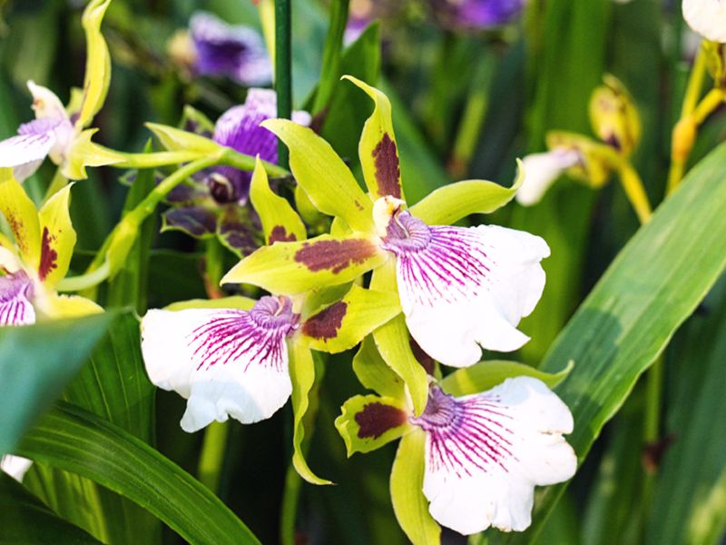 Zygopetalum