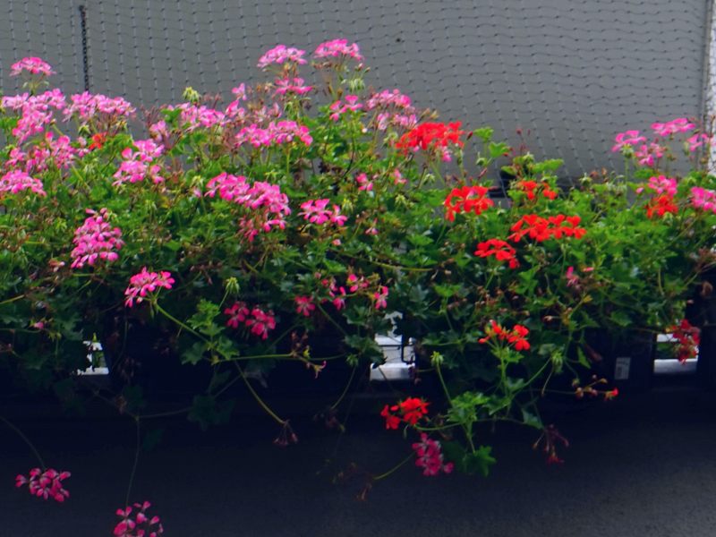 Pelargonie na słonecznym balkonie